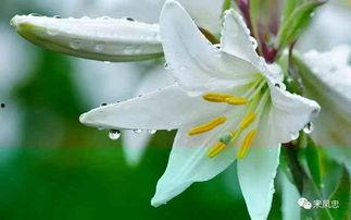 白百合图片,清新脱俗，绽放自然之美