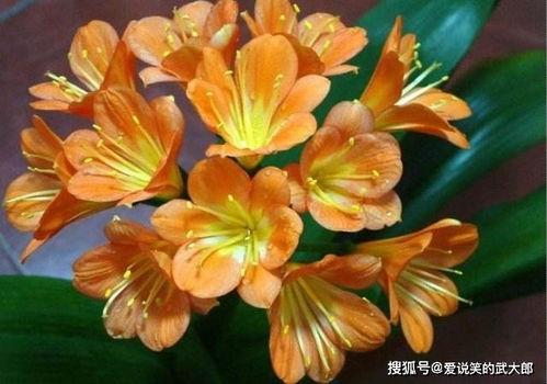 君子兰演员,演绎人生百态的舞台传奇